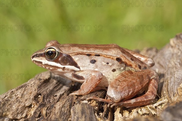 The wood frog