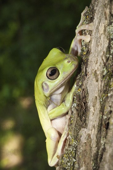 Whites Tree Frog