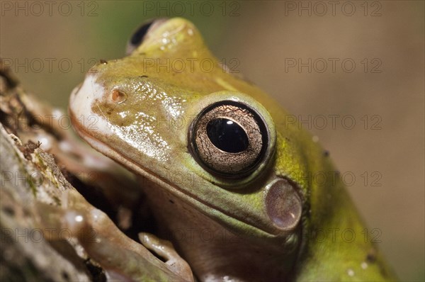 Whites Tree Frog