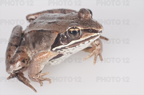 Wood frog