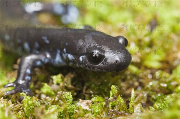 The Blue-spotted salamander