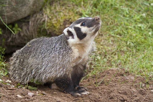 American badger