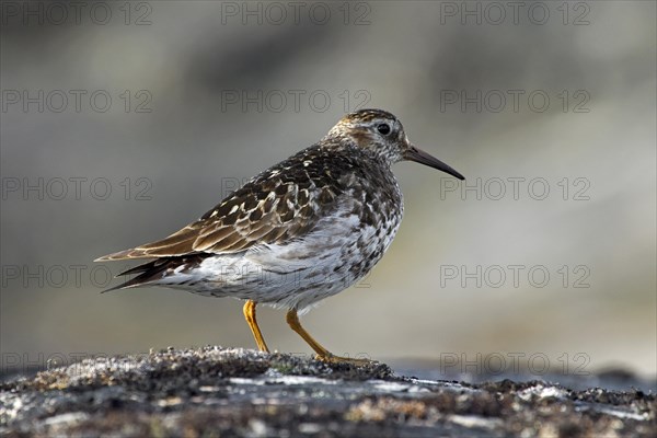 Purple sandpiper