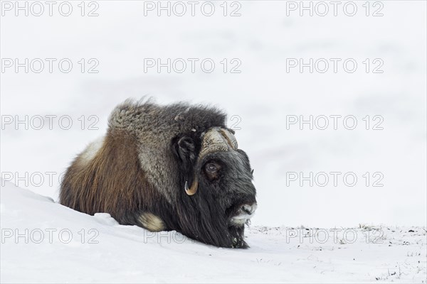 Muskox