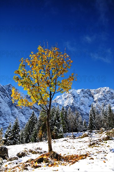 Sycamore maple in the first snow