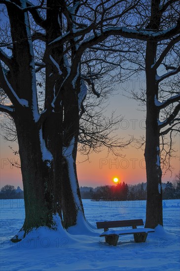 Group of trees with park bench