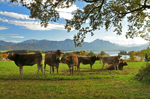 Cows on a pasture above the Forggensee