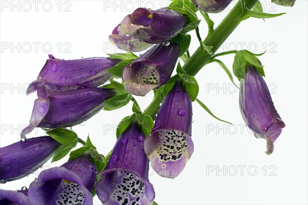 Common foxglove