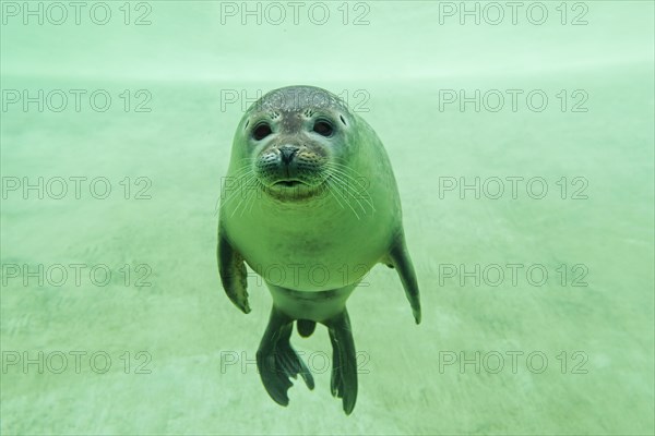 Common seal