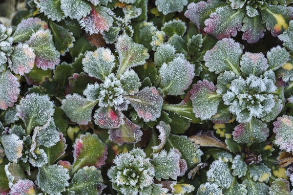 (Saxifraga) with hoarfrost