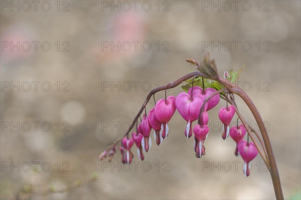 (Dicentra spectabilis)