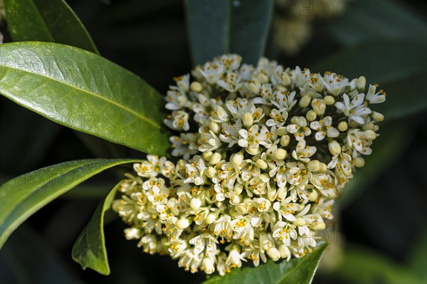 Skimmia confusa kew green