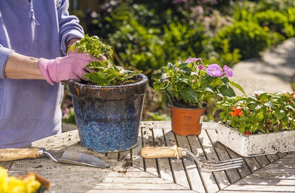 Senior woman planting summer bedding plants into pots