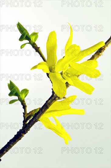 Forsythia