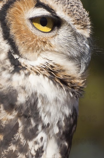 Common Great Horned Owl