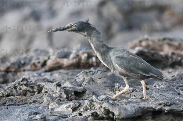 Lava Heron