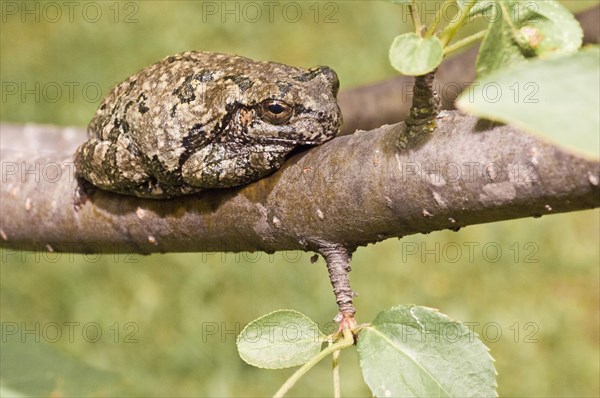 Copes grey tree frog