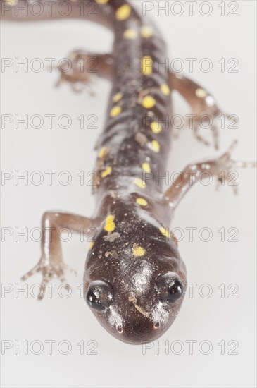 Spotted salamander