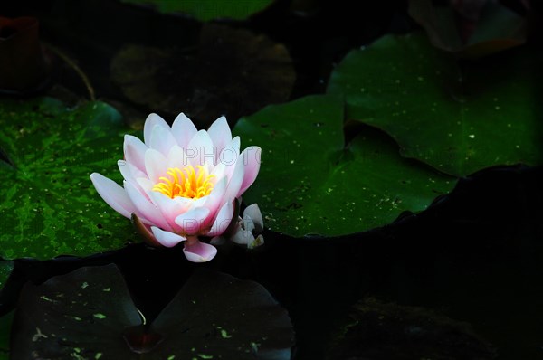 Water lily