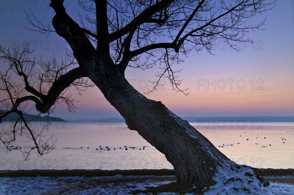 Tree on the shore of the Lake Ammer