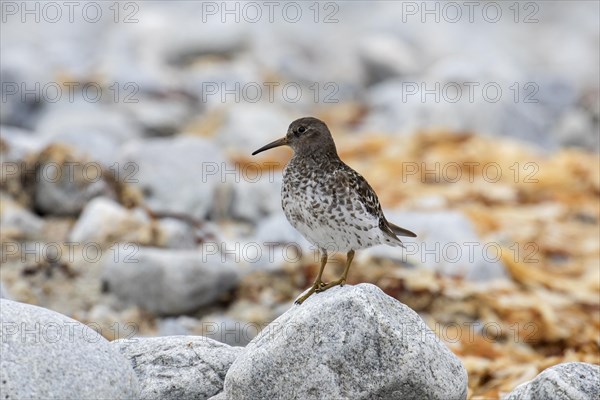 Purple sandpiper