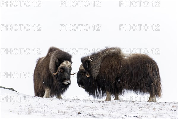 Muskox