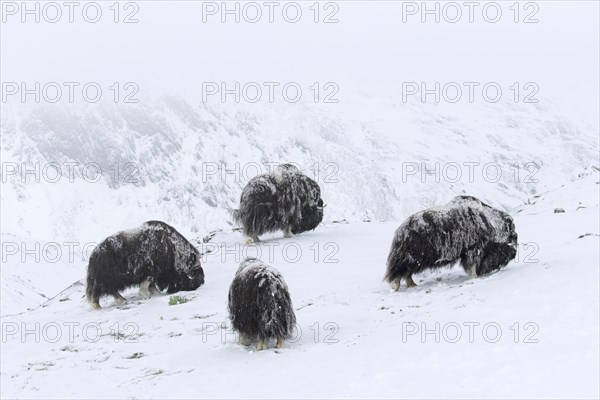 Muskoxen muskox