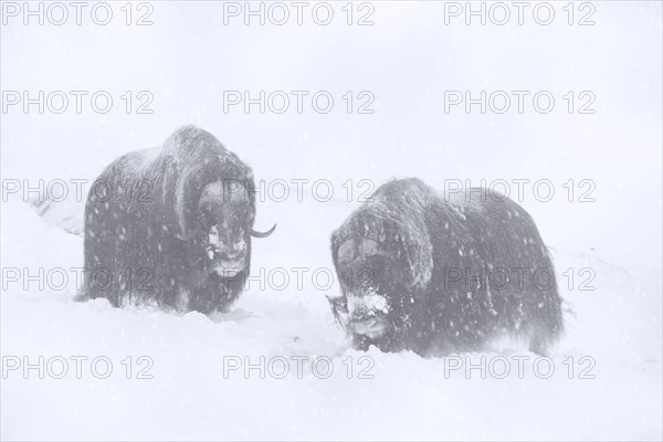 Two muskoxen