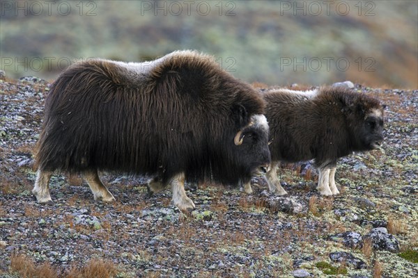 Muskox