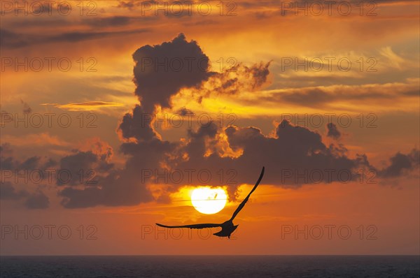 Sunset with seagull on the French coast of the English Channel in Etretat