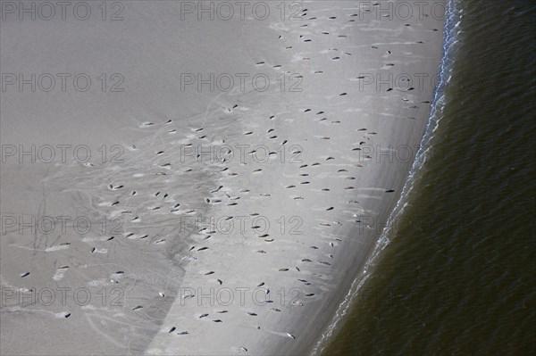Aerial view of Common Seal
