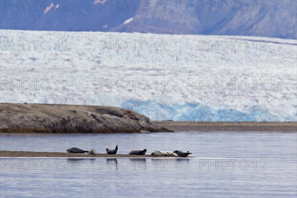 Common seals