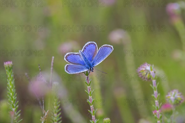 Silver-studded blue