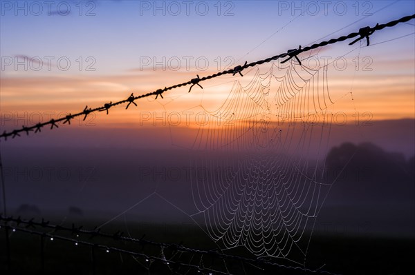 A cobweb on a barbed wire fence