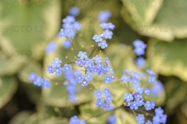 (Brunnera macrophylla) Hadspen Cream