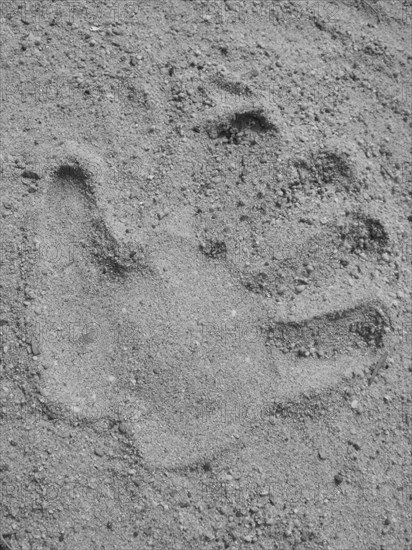 Handprint in the sand