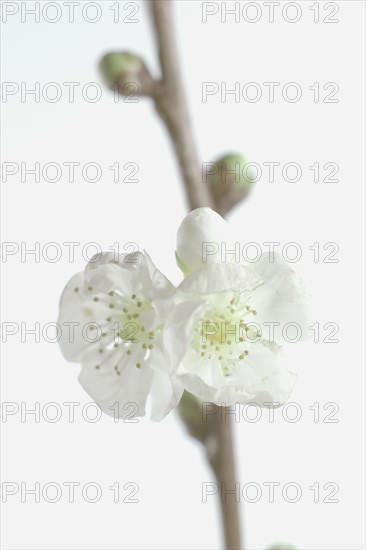 Branch of a sour cherry with blossoms
