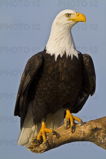 Bald eagle