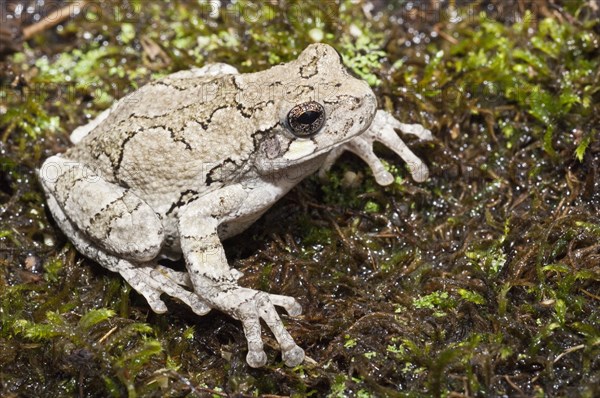 Eastern gray tree frog