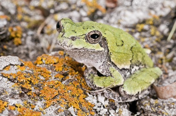 Copes gray tree frog