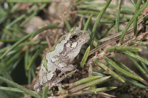 Eastern gray tree frog