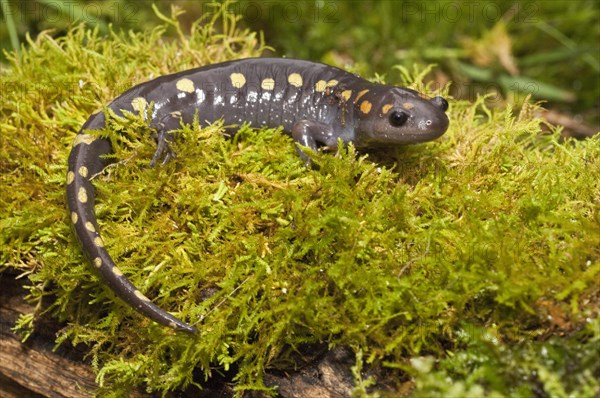 Spotted salamander