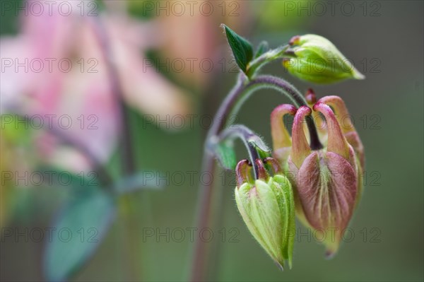 (Aquilegia)