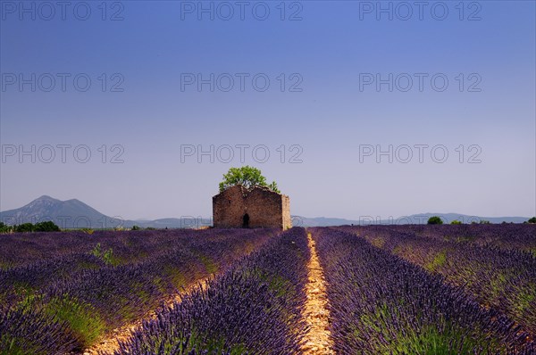 Common lavender