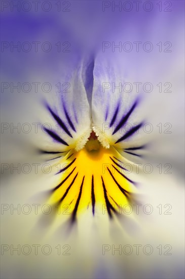 Close-up of a flower of a violet