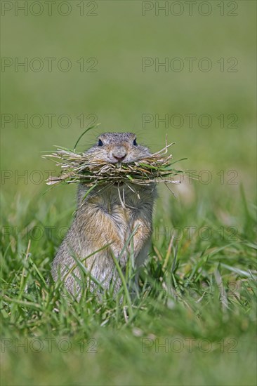 European ground squirrel