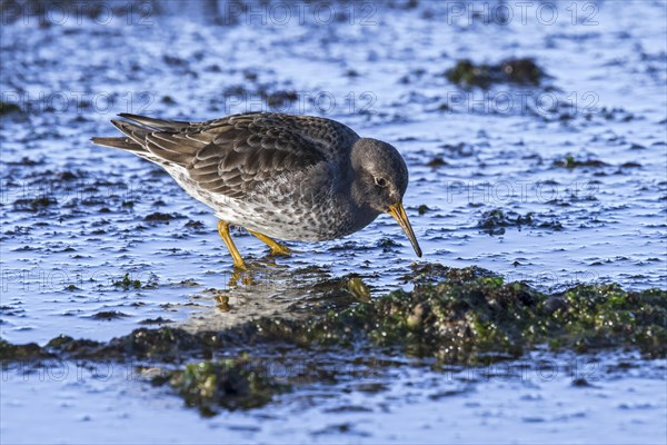 Purple sandpiper