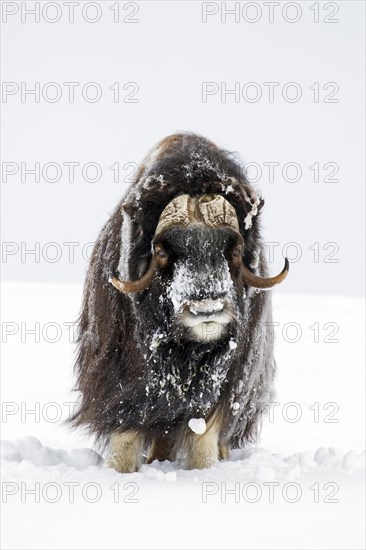 Muskox