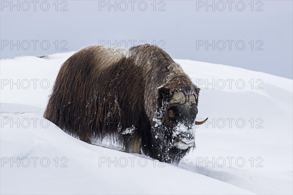 Muskox