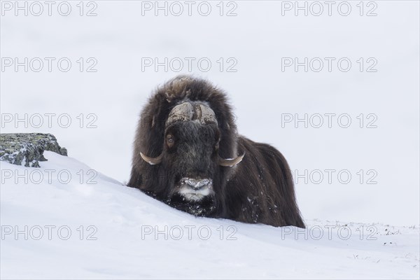 Muskox